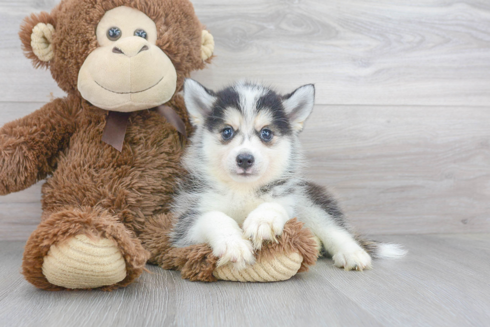 Pomsky Pup Being Cute