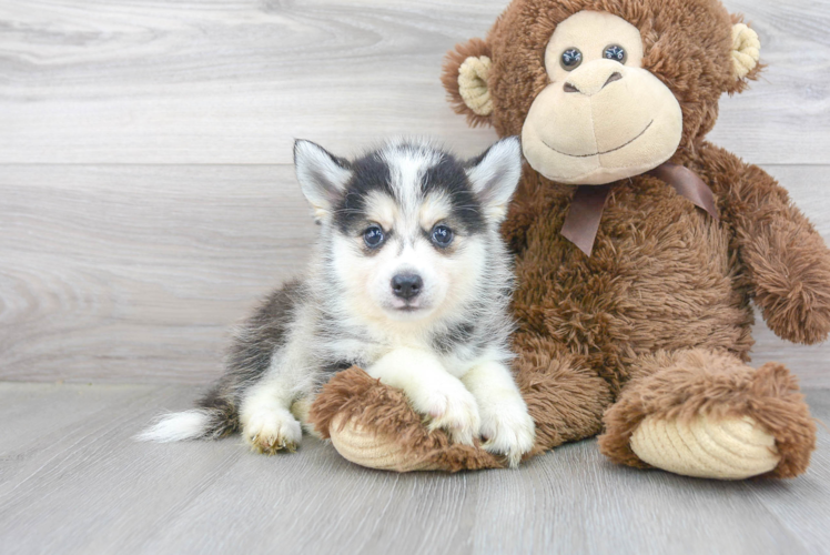 Pomsky Puppy for Adoption