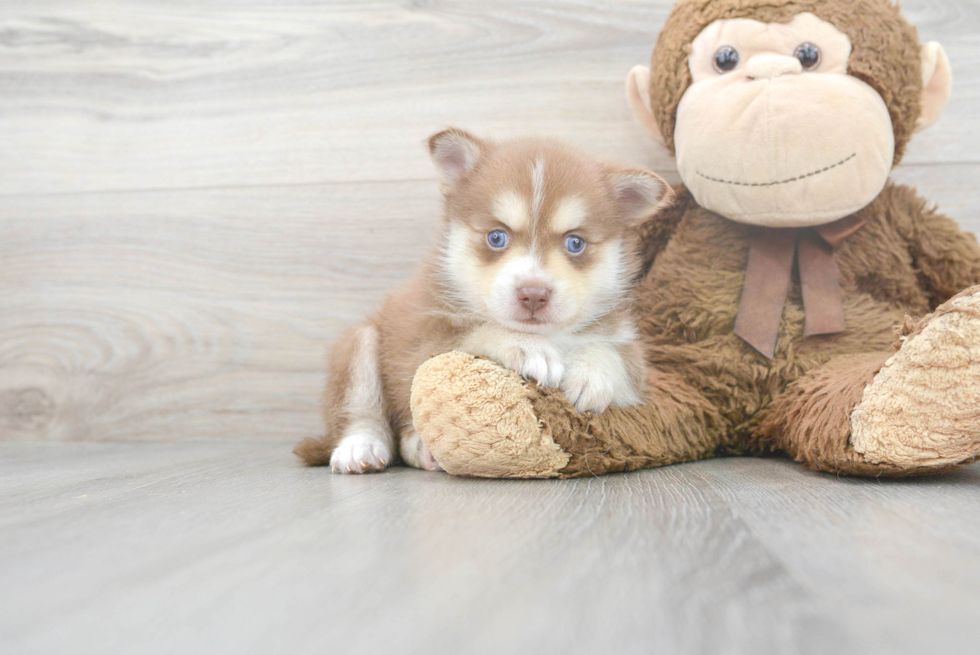 Pomsky Puppy for Adoption