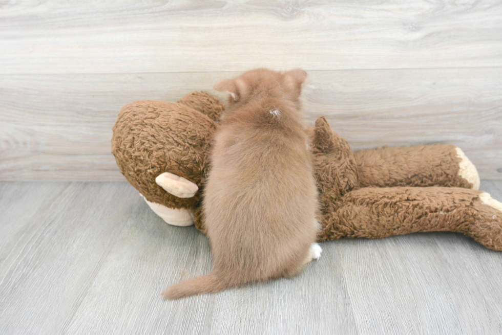 Pomsky Pup Being Cute