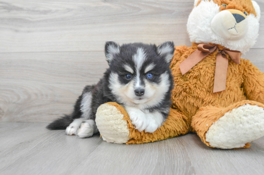 Pomsky Puppy for Adoption