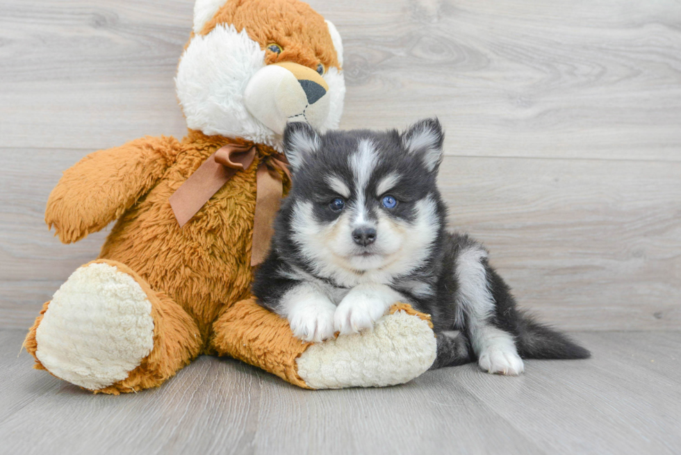 Pomsky Pup Being Cute