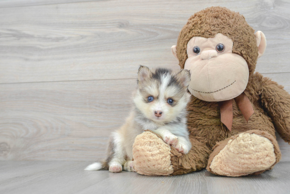 Smart Pomsky Designer Pup