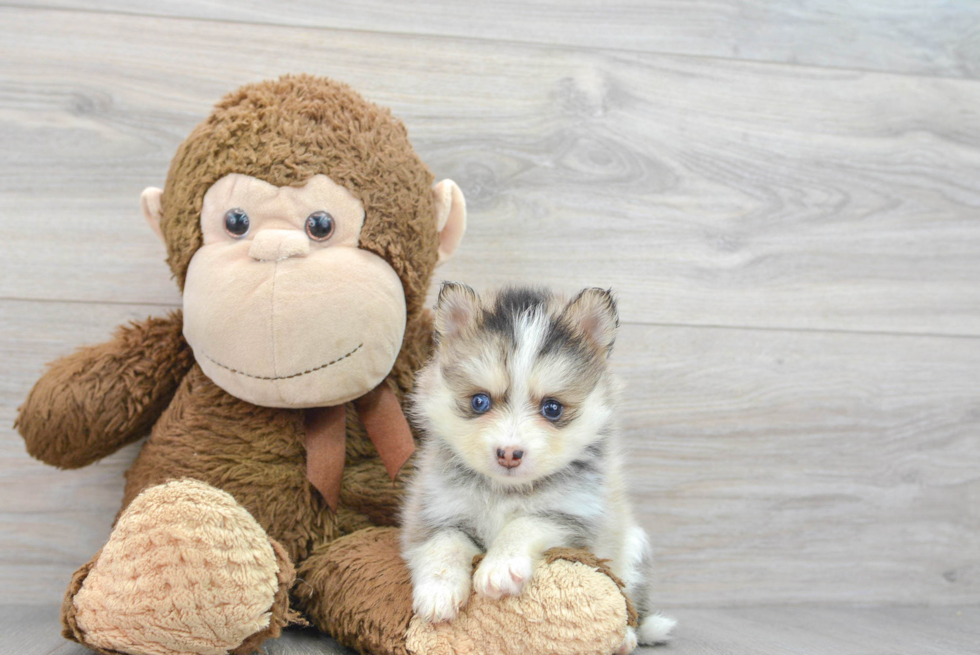 Fluffy Pomsky Designer Pup