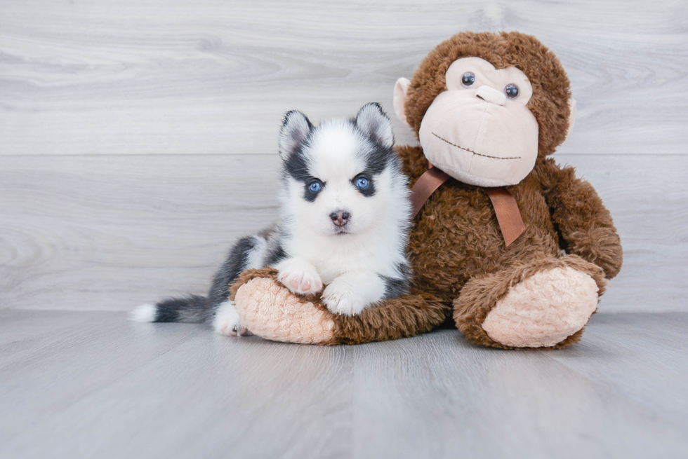 Adorable Mini Husky Designer Puppy