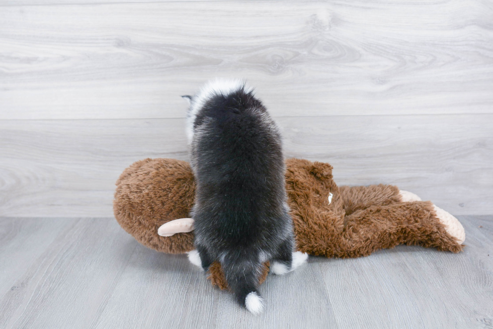 Pomsky Pup Being Cute