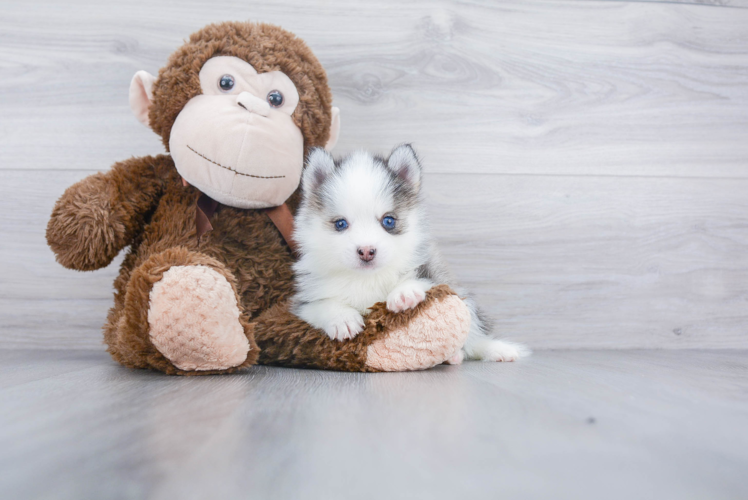 Pomsky Pup Being Cute