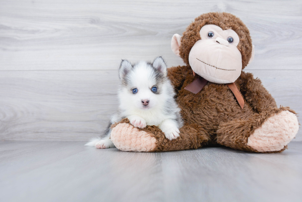 Energetic Mini Husky Designer Puppy