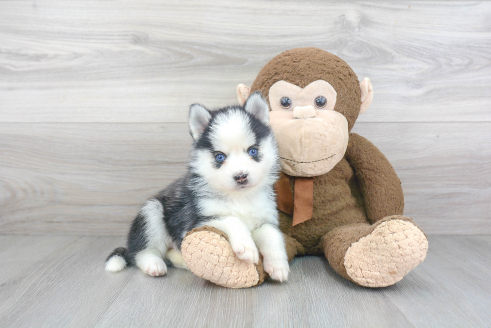 Happy Pomsky Baby