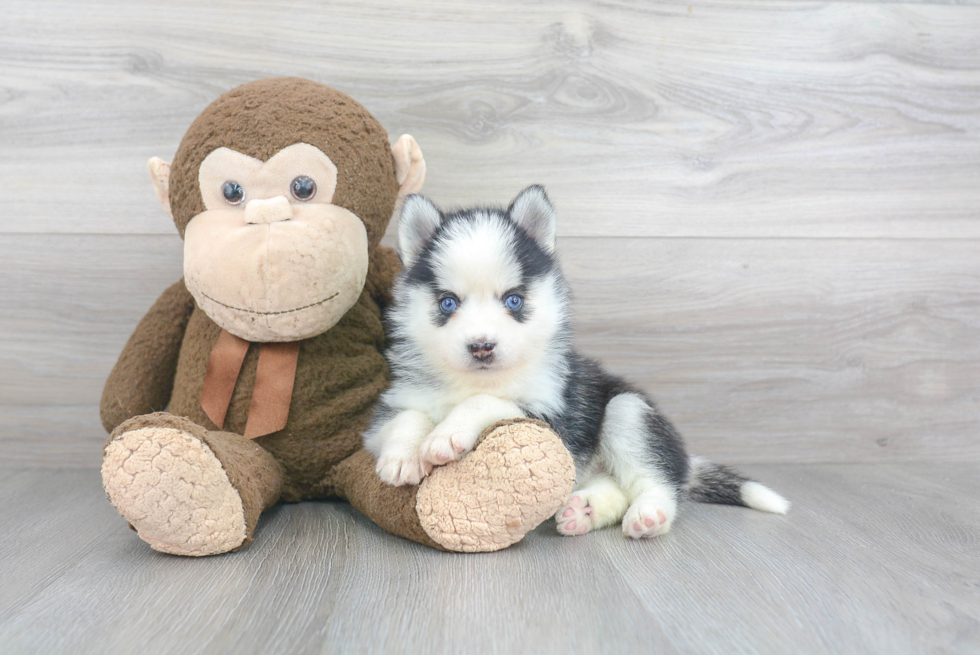 Pomsky Pup Being Cute