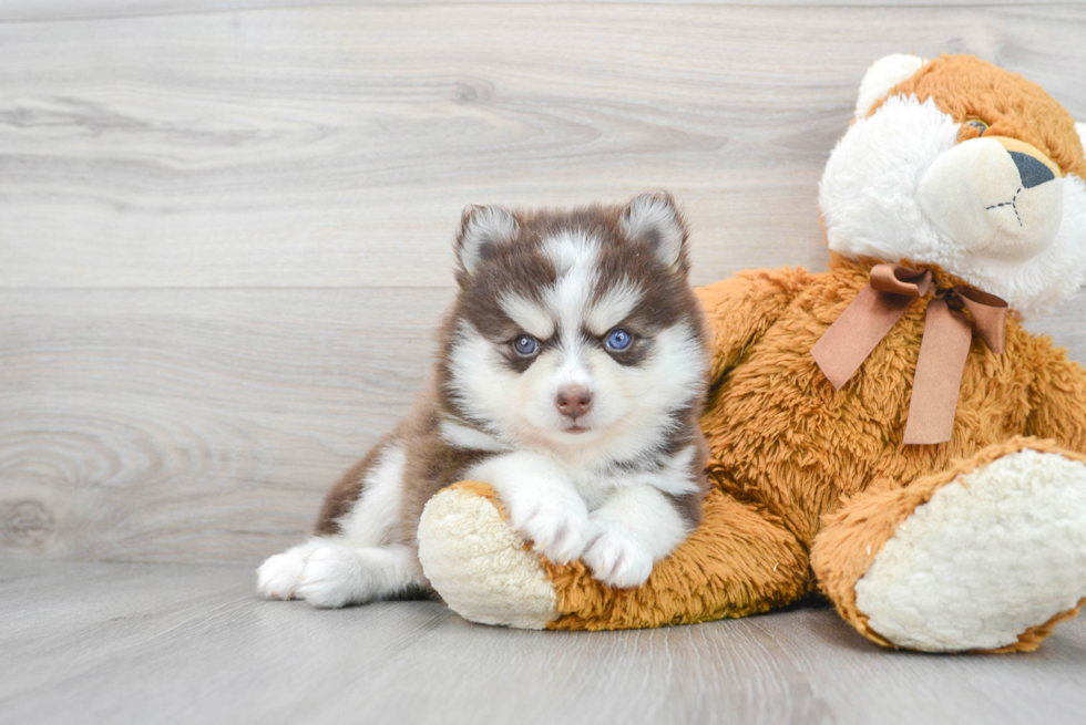 Best Pomsky Baby