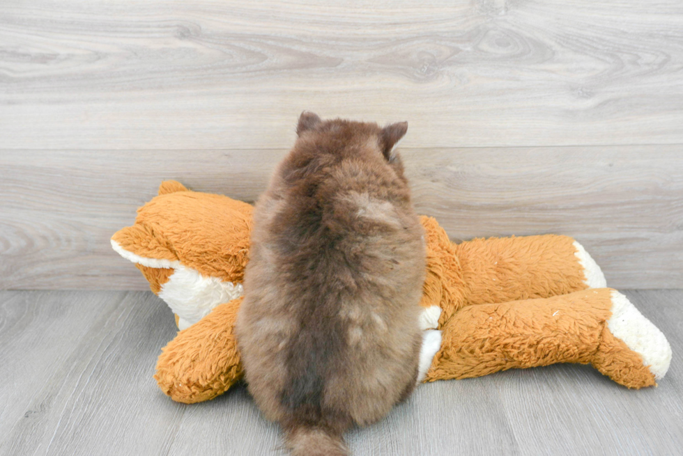 Pomsky Pup Being Cute