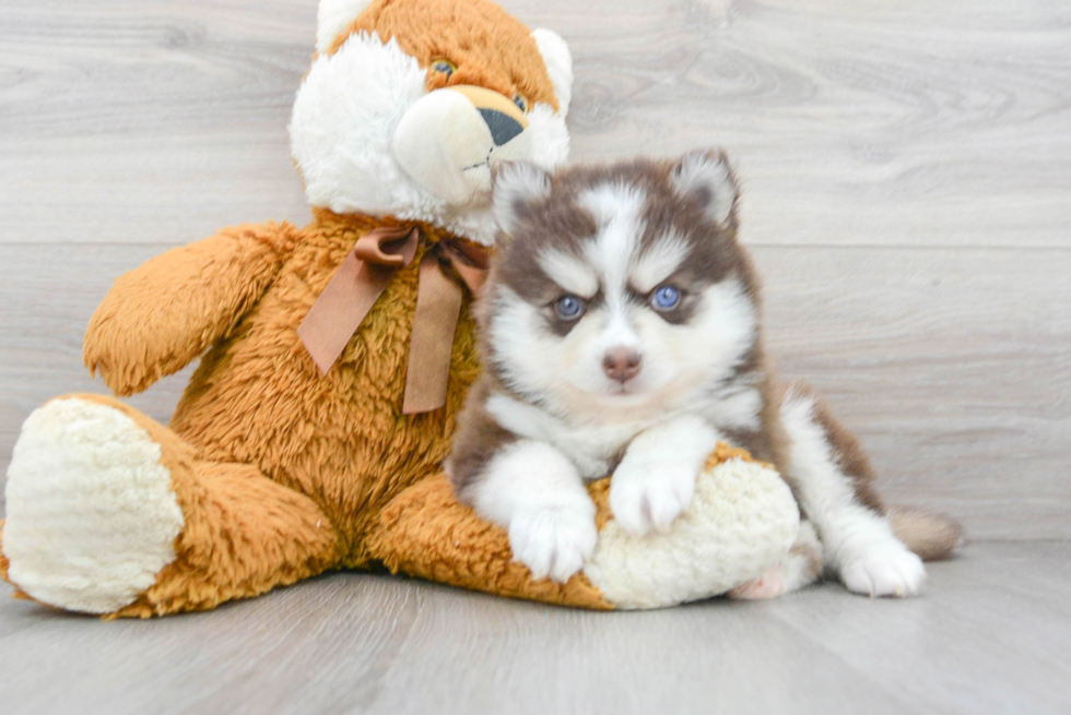 Energetic Mini Husky Designer Puppy