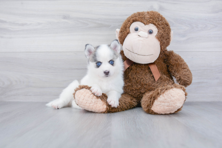 Pomsky Pup Being Cute