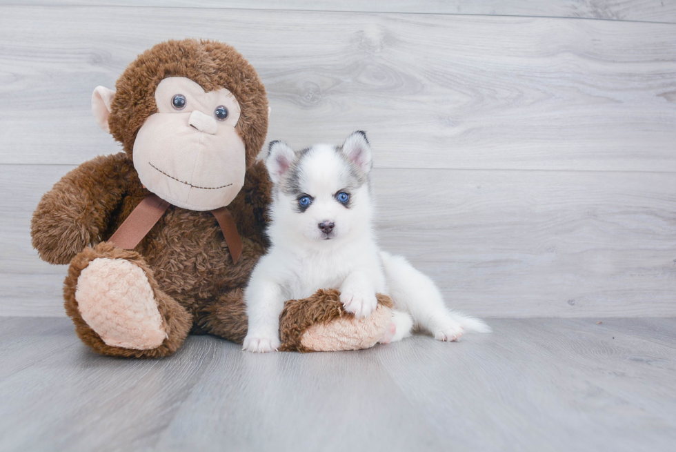 Pomsky Pup Being Cute