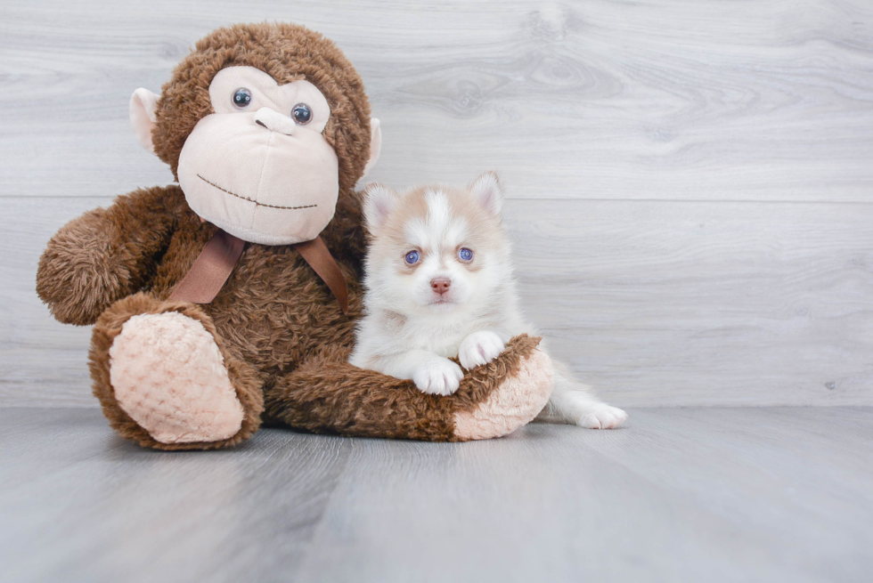 Pomsky Pup Being Cute