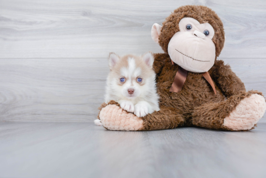 Pomsky Puppy for Adoption