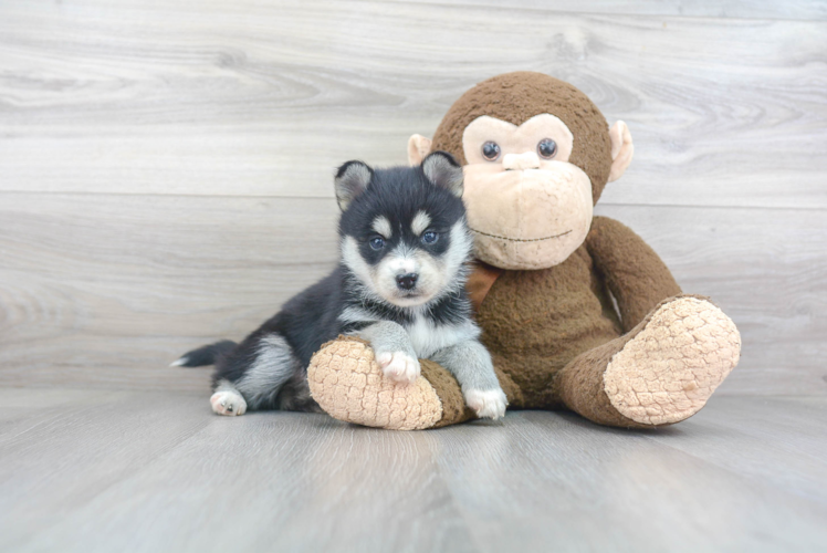 Pomsky Puppy for Adoption