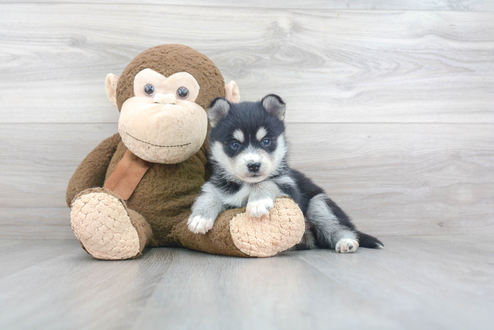 Playful Mini Husky Designer Puppy