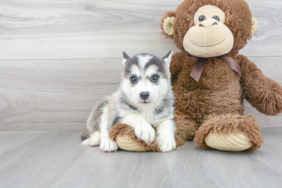 Best Pomsky Baby