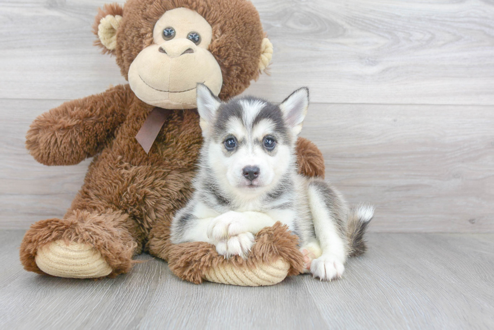 Playful Mini Husky Designer Puppy