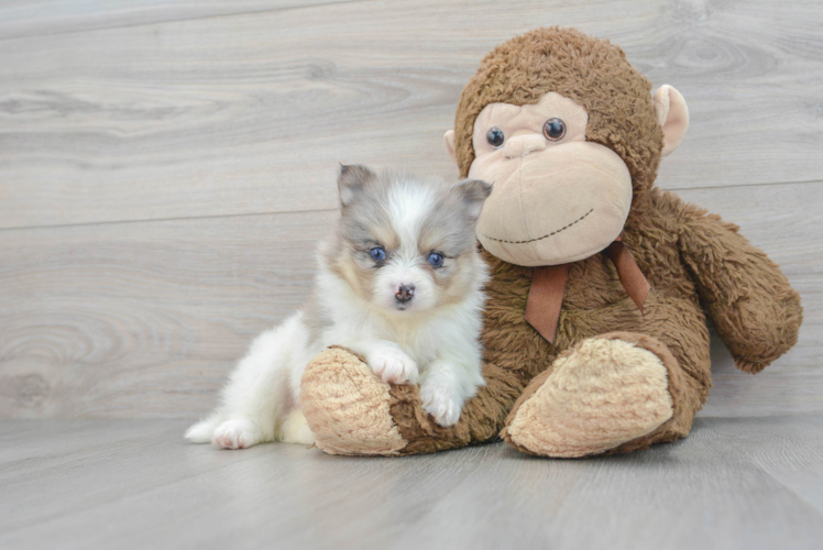 Small Pomsky Baby