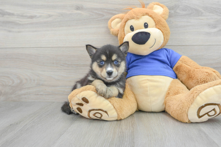 Pomsky Puppy for Adoption