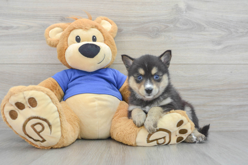 Happy Pomsky Baby