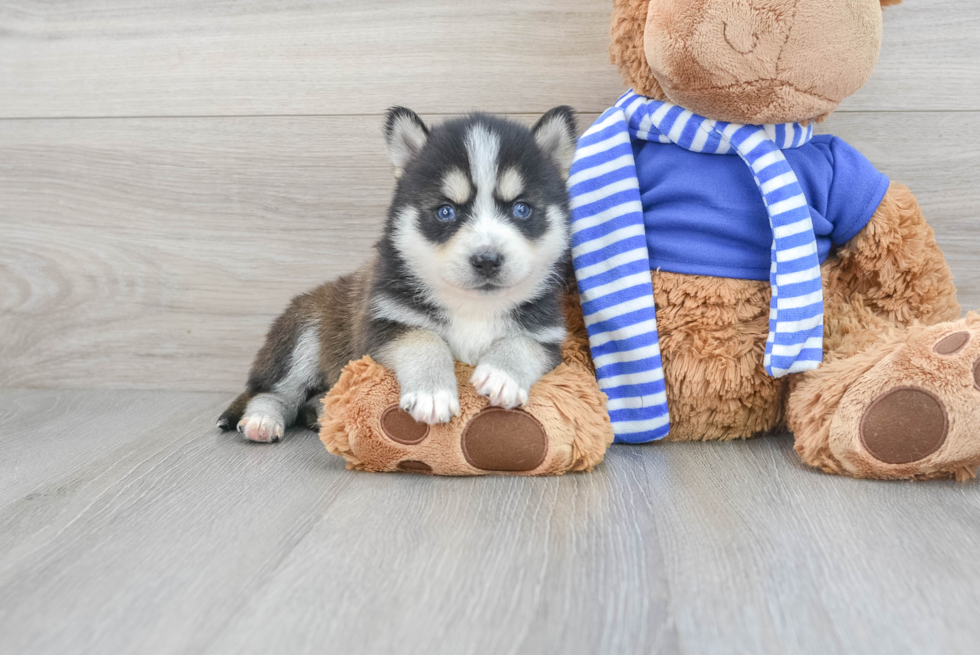 Pomsky Pup Being Cute