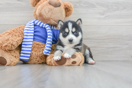 Smart Pomsky Designer Pup