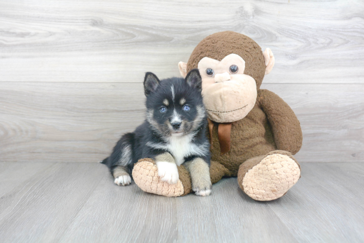 Funny Pomsky Designer Pup