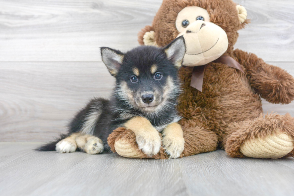 Smart Pomsky Designer Pup