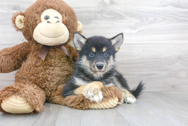 Pomsky Pup Being Cute