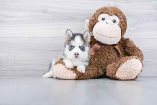 Fluffy Pomsky Designer Pup