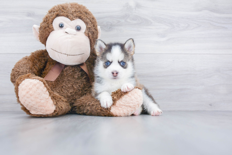 Pomsky Puppy for Adoption