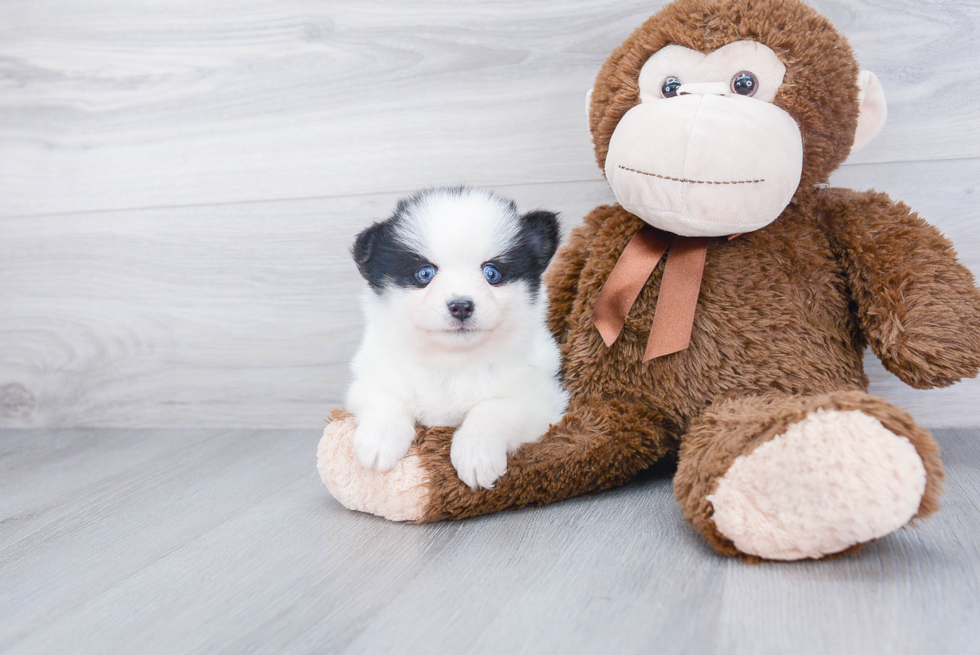 Smart Pomsky Designer Pup