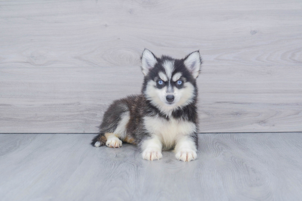 Small Pomsky Baby