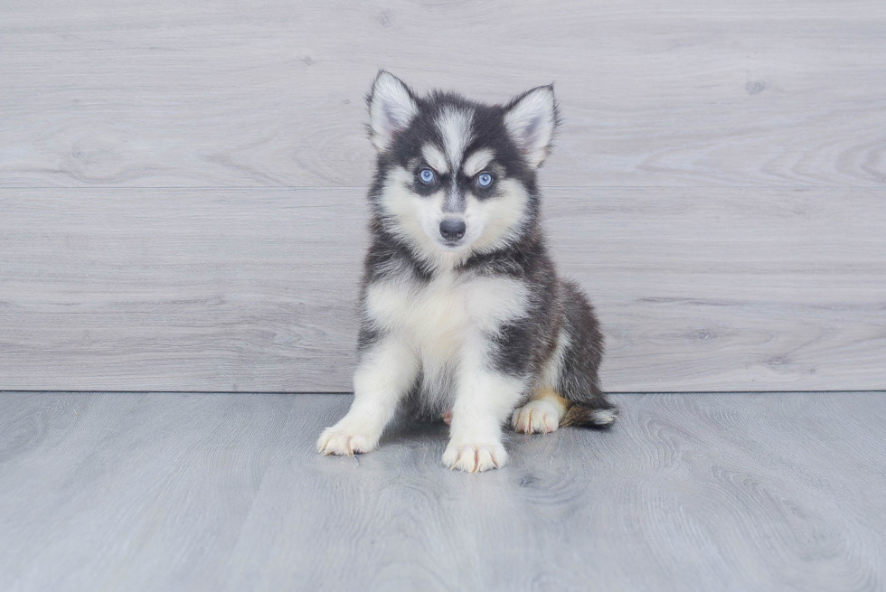 Best Pomsky Baby