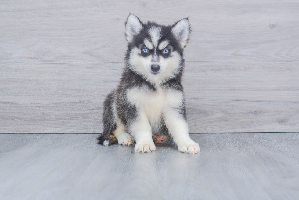 Happy Pomsky Baby