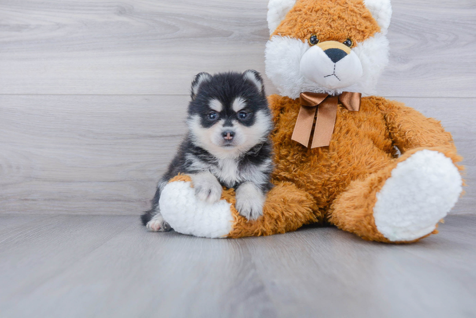 Pomsky Puppy for Adoption