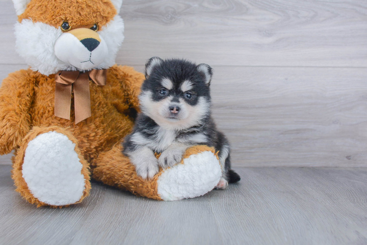 Pomsky Puppy for Adoption