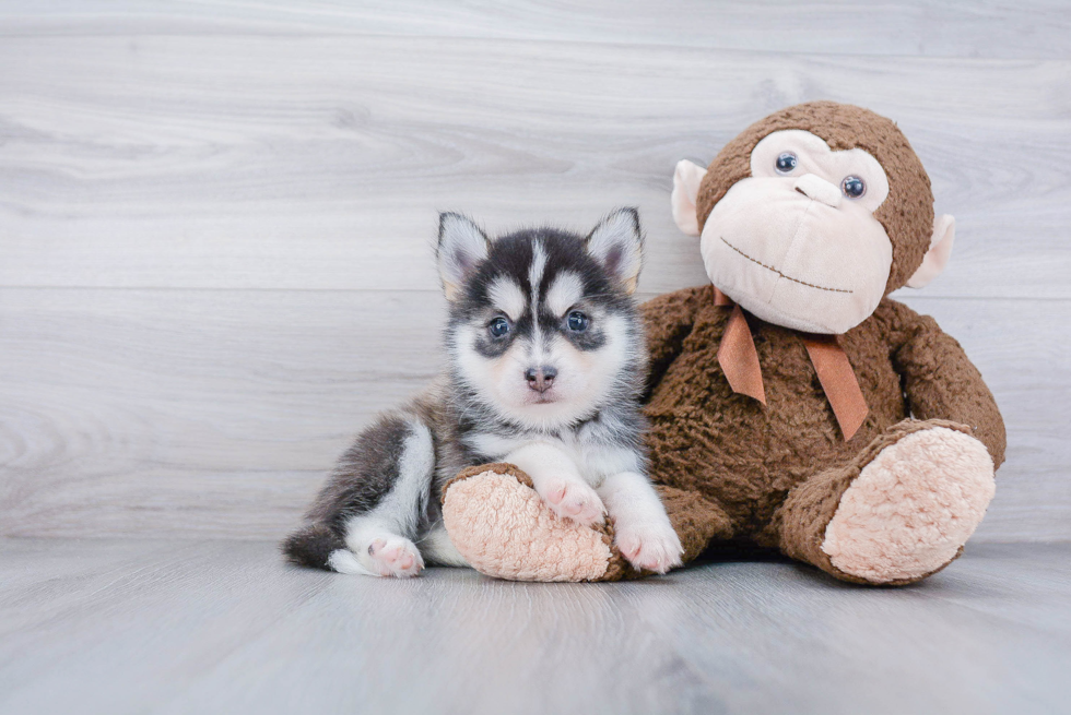 Pomsky Pup Being Cute