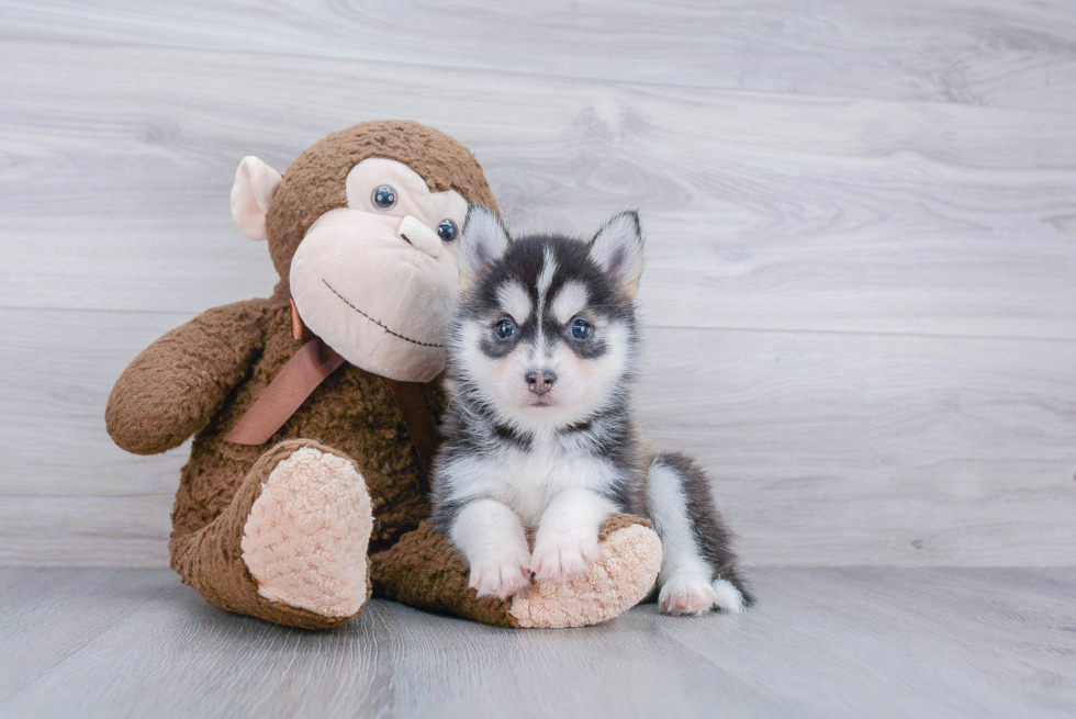 Pomsky Puppy for Adoption