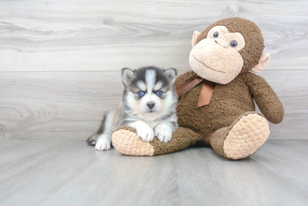 Playful Mini Husky Designer Puppy