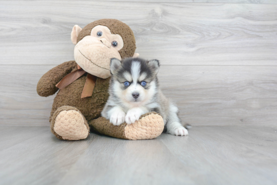 Best Pomsky Baby