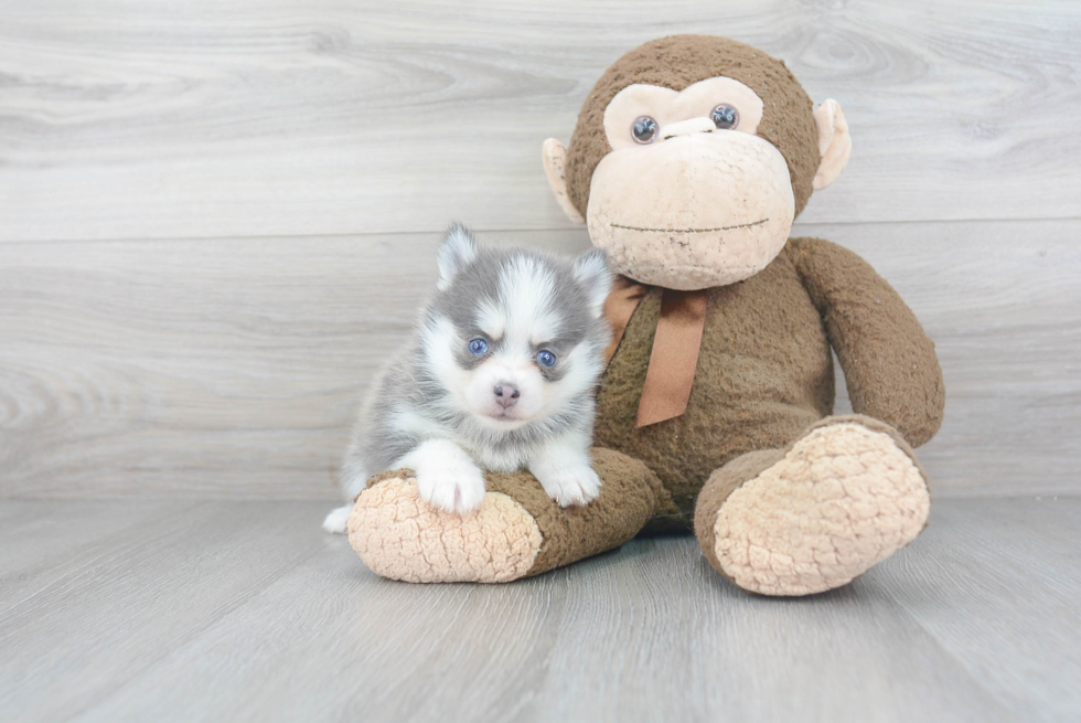 Pomsky Puppy for Adoption