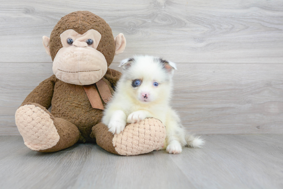 Best Pomsky Baby