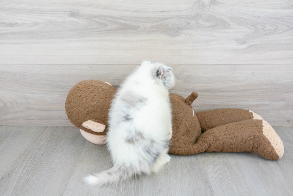 Hypoallergenic Mini Husky Designer Puppy