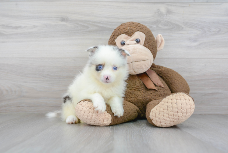 Best Pomsky Baby
