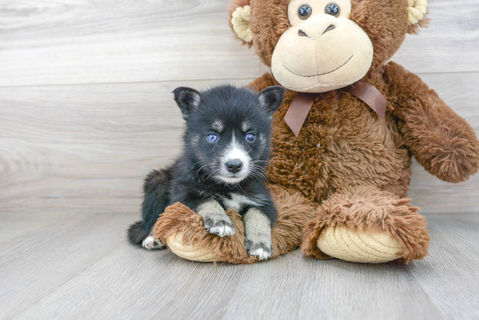 Sweet Pomsky Baby